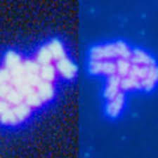Der chromosomensatz einer menschlichen körperzelle besteht aus 46 chromosomen. Mechanismus Zur Entstehung Von Arten Pflanzenforschung De