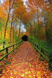 Download This Is Why We Can T Have Nice Things The Road To Nature Covered Bridges Fall Pictures