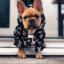 In Love With French Bulldog On Instagram My Dads Made Me Wear This They Keep Making Aww No Bulldog Puppies Cute Dogs And Puppies French Bulldog Puppies