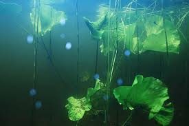 This algae looks like a fine green layer of algae on glass and bogwood. Green Spot Algae How To Identify And Treat This Pest