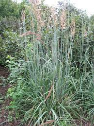 Sorghastrum Nutans Sioux Blue Blue Indian Grass Grass Species Grasses Landscaping Perennial Grasses