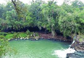 Conforma la selva subtropical húmeda que cubre la cuenca alta de los ríos paraná y uruguay, en el sur de brasil, este del paraguay y el extremo noreste de la argentina. Una Vista De La Selva Paranaense Protegida En El Area De La Gruta Tres Download Scientific Diagram