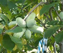 For proper pollination, plant another pawpaw variety. Pawpaws South Centers