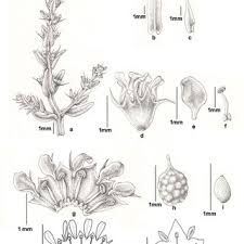 Image result for Rotala tenella