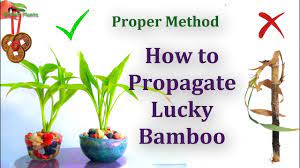 How To Propagate Lucky Bamboo Proper Method Green Plants Lucky Bamboo Lucky Bamboo Plants Lucky Bamboo Care