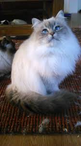 Photo Chat De Race Sacre De Birmanie Image Eleveurs Online Com Races De Chats Photo Chat Chats Et Chatons
