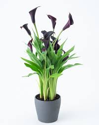 Auch wenn dein fokus zurzeit vermutlich mehr darauf liegt, deine ernte zu verarbeiten, solltest du nicht vergessen, dass jetzt noch. Calla Zantedeschia Aethiopica Gunstig Online Kaufen