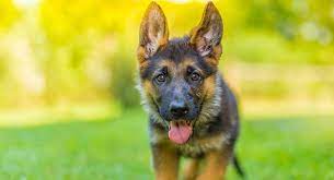 Exactly how much should one cost? German Shepherd Price The Cost Of Buying And Raising A Gsd