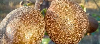 Image result for Parinari