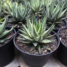 Image result for Pavetta pumila