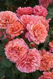 Has the best selection of floral designs for every unique occasion. What The Heck Is The Difference Between Hybrid Tea Grandiflora Floribunda Roses Sunnyside Nursery