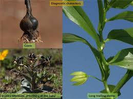 Image result for Colchicaceae