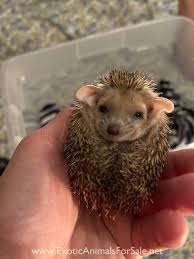 No permit is required in florida. Animals For Sale