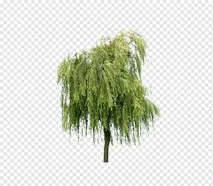 So for a hot, dry garden, choose our drought tolerant evergreen or juniper wichita blue and whether it is a hedge or some specimen trees you want, you can be sure these plants will thrive. Green Leafed Tree Willow Tree Layers Willow Trees Branch Grass Texture Mapping Png Pngwing