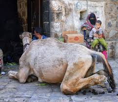 Do yon think hump on a camel's back has no use? Camel Urine Wikipedia
