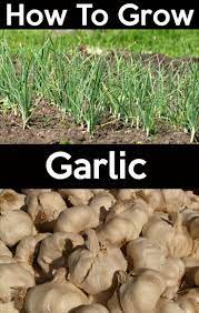 How To Plant And Grow Garlic Bulbs Growing Garlic Growing Vegetables Home Vegetable Garden