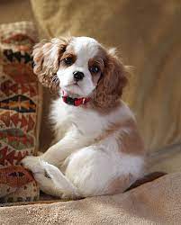 The Cavalier King Charles Changed Dramatically In The Late 17th Century When It Was Inter King Charles Cavalier Spaniel Puppy King Charles Dog Spaniel Puppies