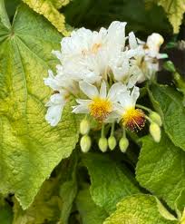 Image result for Nidorella spartioides