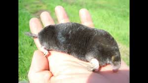 Comment piéger une taupe à l'aide du piège à taupe easyset. Comment Pieger Les Taupes Facile Astuces Youtube