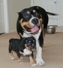Discover more posts about pitbull puppies. Tri Color Pit Bull Pictures Good Pit Bulls