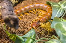 The amazonian giant centipede (or scolopendra gigantea) is a large. Scolopendra Gigantea Stockfoto Bild Von Fauna Raub 71358806