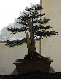 The yew prefers a place with sufficient light, but can also tolerate shade, although it will grow less dense in deep shade.in hot dry climates protect the yew from strong afternoon sun in summer. Yew Trees As Bonsai Swindon District Bonsai