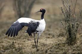 Pin By Bhutan Holiday Trips On Birds Of Bhutan Bird Species Shorebirds Holiday Packaging