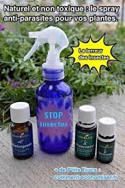 Naturel Et Non Toxique Le Spray Fait Maison Que Tous Les Insectes Detestent Huiles Essentielles Jeunes Huiles Young Living Faire Fuir Les Fourmis