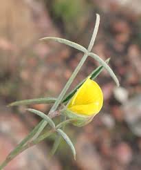 Image result for Argyrolobium rupestre