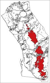 Image result for Leucosphaera bainesii
