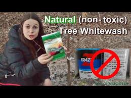 Why do we limewash trees? Non Toxic Whitewash Natural Tree Trunk Paint Diy Super Easy Vegan Youtube