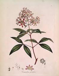 Image result for Cunoniaceae