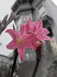 Amaryllis Belladonna By The Saturn Steps Sanfrancisco