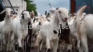 Osmanabadi goats / usmanabadi goats for sell call 9930877308 3rd week of nov 2020 osmanabadi goat breed is from the latur and osmanabad district of maharashtra. Eid 2020 Stock Opal Goat Farm Pune Sojat Sirohi Osmanabadi Goats Home Delivery Available Youtube