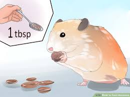 how to feed hamsters 10 steps with pictures wikihow