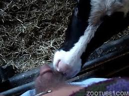 Zoophilia Search Results for cow