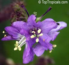 Image result for Wigandia