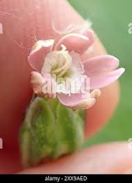 Image result for Silene burchellii