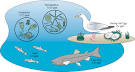 Aquatic ecosystem food chain