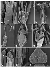 Image result for Lipocarpha rehmannii