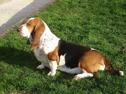 Image result for malý vendéeský hrubosrstý honič