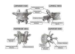 This samle only displays hello world using backbone.js. Crossfit Basic Structure Of The Vertebrae