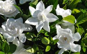 Image result for Gardenia