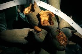 Image result for Uvariodendron