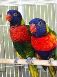 Rainbow lorikeet for sale,lories and lorikeets are very playful birds. Breeder Rainbow Lorikeets Sale Trade For Sale In Glendora California Classified Americanlisted Com