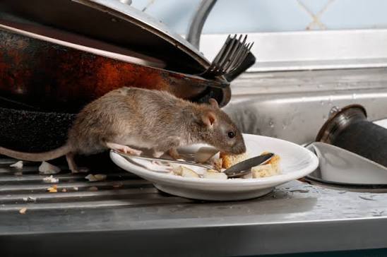 Rodent Infestation Solutions | Tips & Prevention by Madsen Pest in 2026