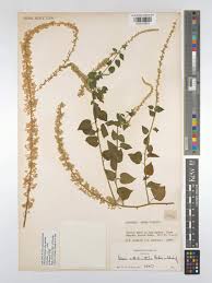 Image result for Celosia trigyna