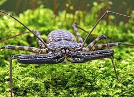 Tailless Whip Scorpion Care Sheet Reptile Centre Scorpion Whips Unique Animals