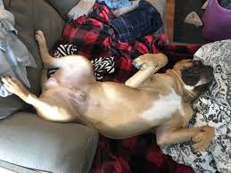 Meet the Mastiff, a breed described...