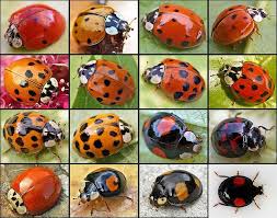 Ladybug Chart Insects Ladybug Bugs Insects